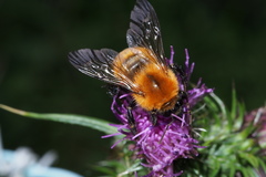 Bombus diversus diversus