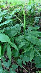 Pinellia pedatisecta