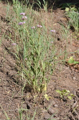 Erigeron aliceae
