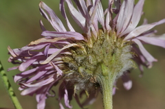 Erigeron aliceae