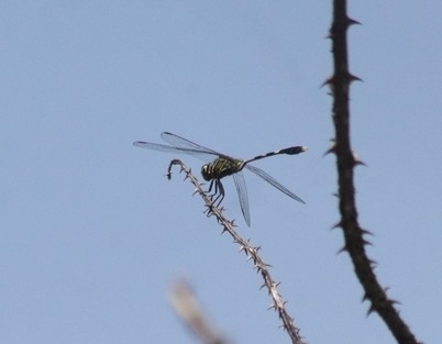 Slender Skimmer