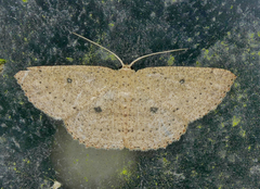 Cyclophora myrtaria