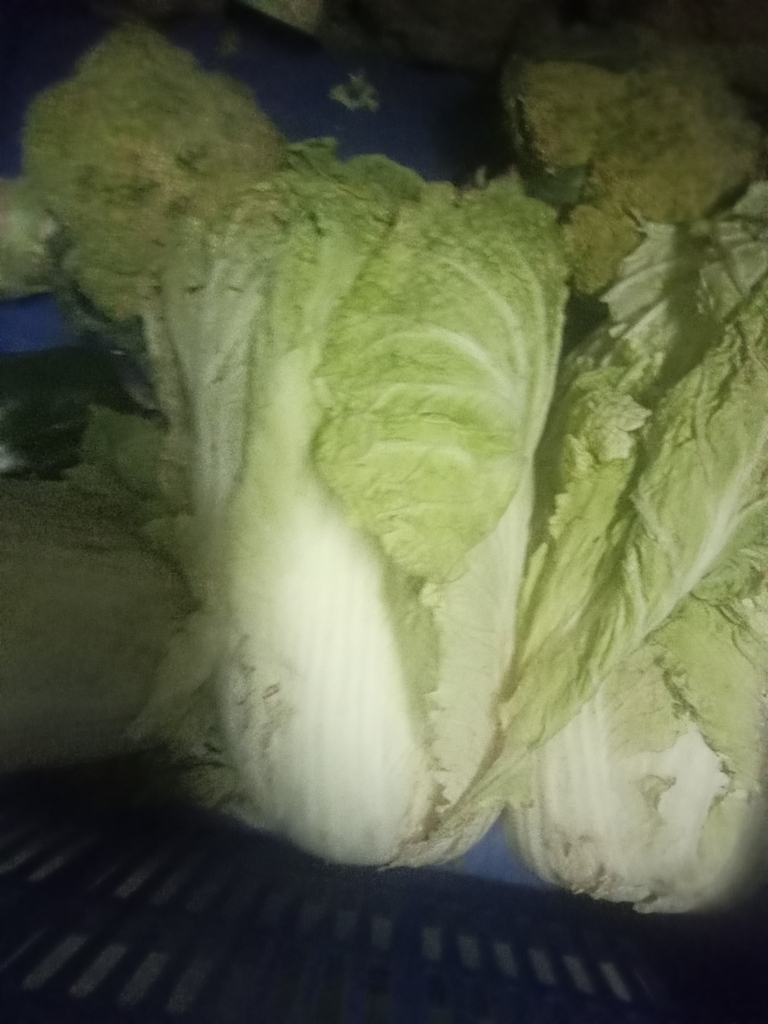 Lactuca sativa