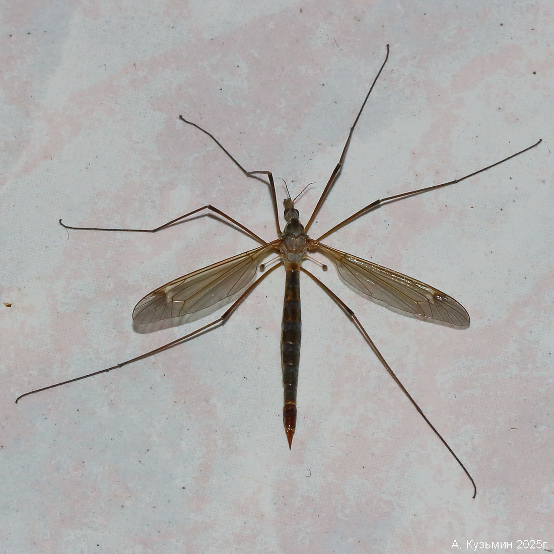 Tipula lunata