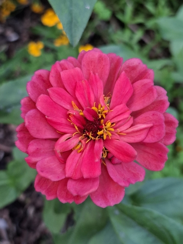 Image of Zinnia elegans by (c) Kaela Lowry, some rights reserved (CC BY)