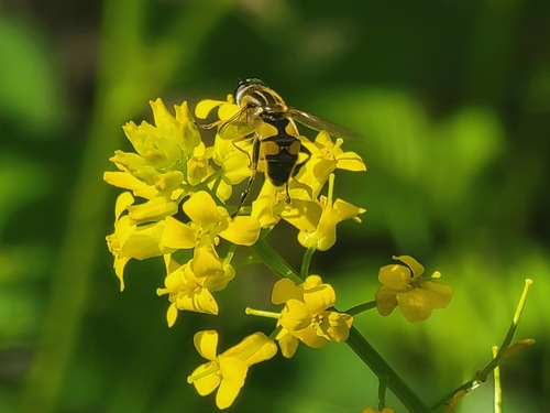 Unknown species found near Eagle, ID 83616, USA