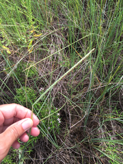 Paspalum monostachyum