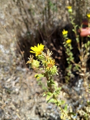 Grindelia hallii