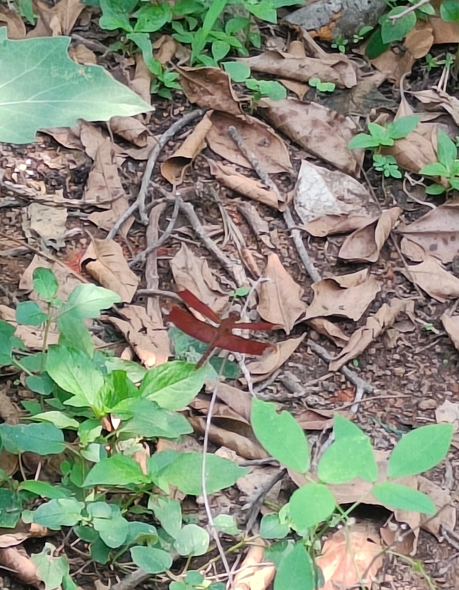 Fulvous Forest Skimmer