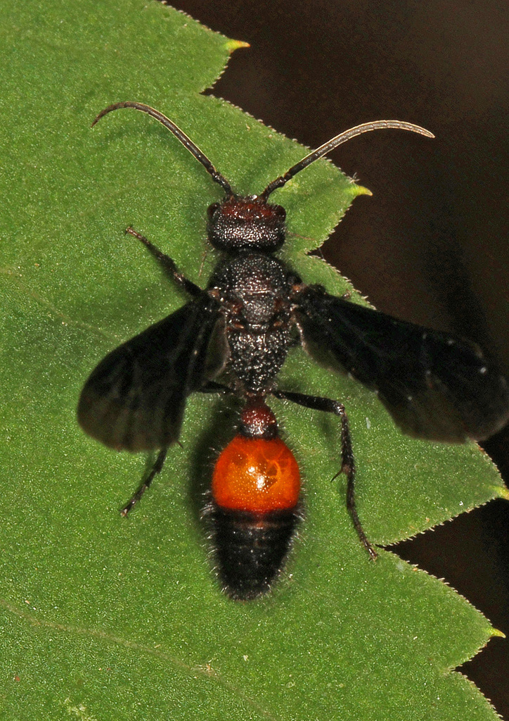 Sphaeropthalma pensylvanica