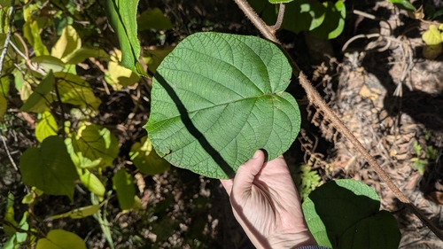Image of Actinidia chinensis by (c) Alesha Teitzel, some rights reserved (CC BY)