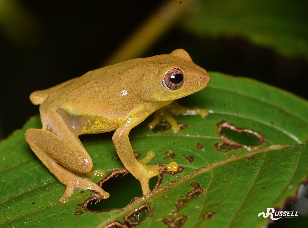 Asanka's Shrub Frog