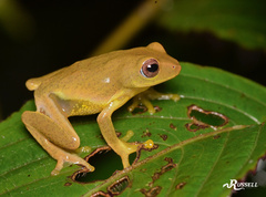 Asanka's Shrub Frog photo 1
