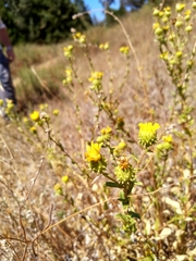Grindelia hallii