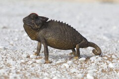 Namaqua Chameleon photo 4