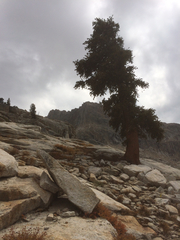 Pinus balfouriana