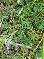 Potentilla heptaphylla