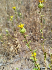 Grindelia hallii