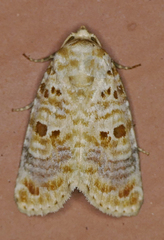 Diastema tigris