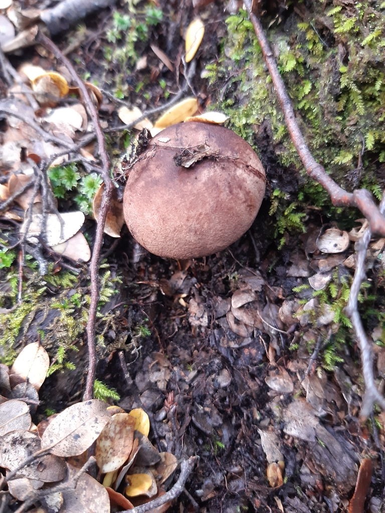 Tylopilus brunneus · May 2025 · photo: © georgecox (iNaturalist, cc0)
