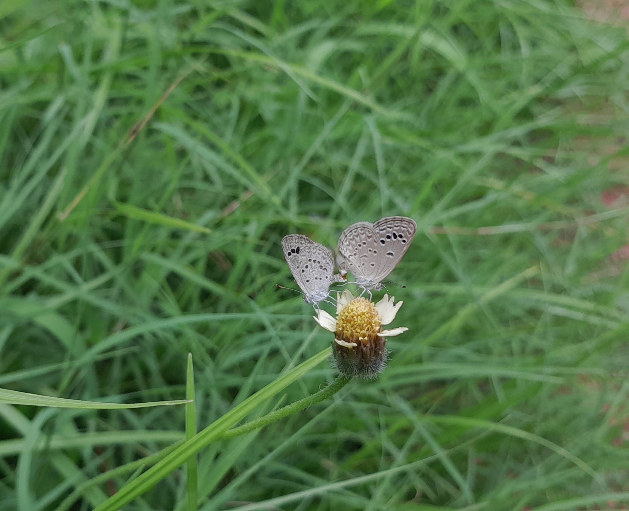 Lesser Grass Blue