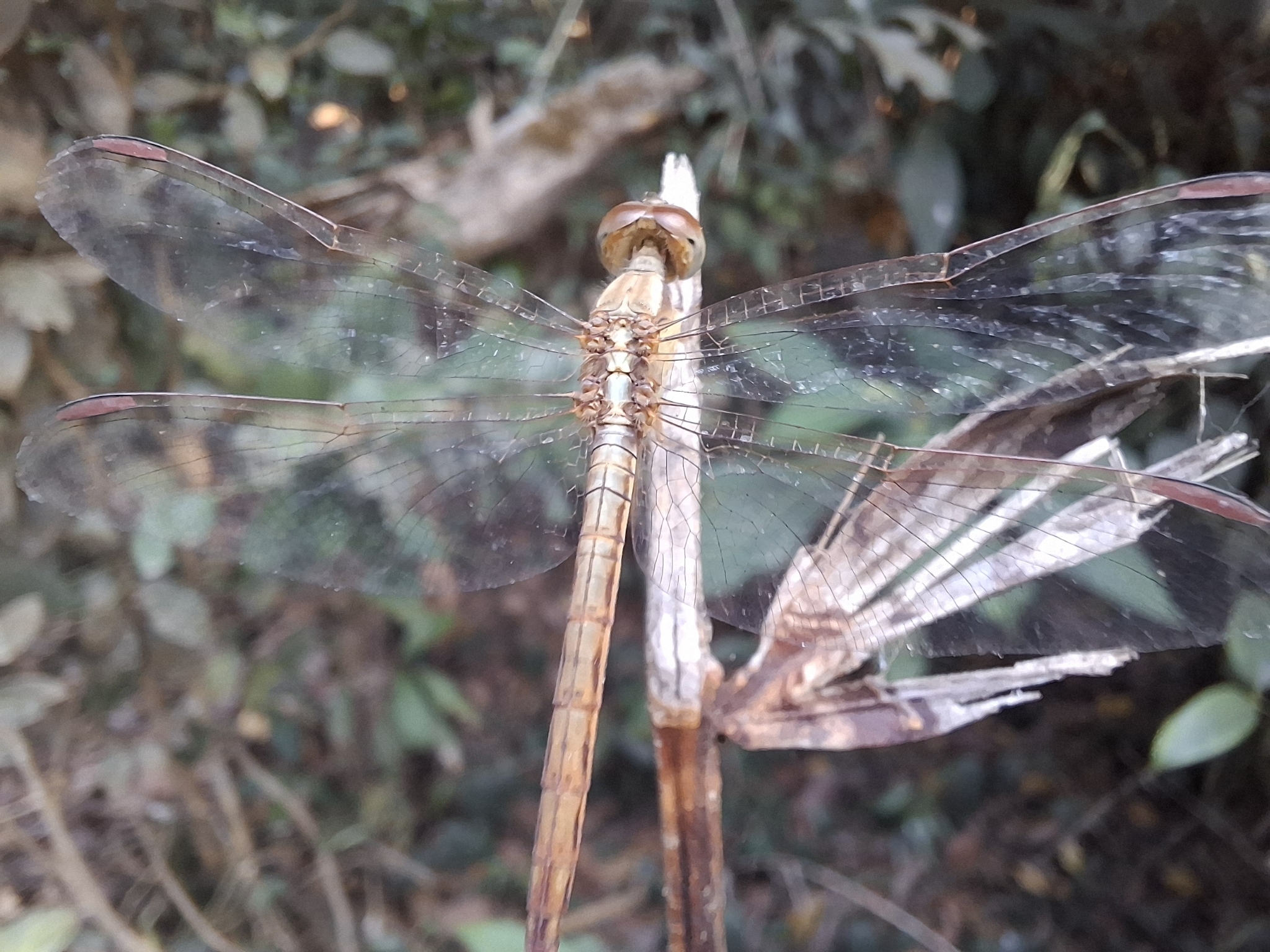 Ruddy Meadow Skimmer
