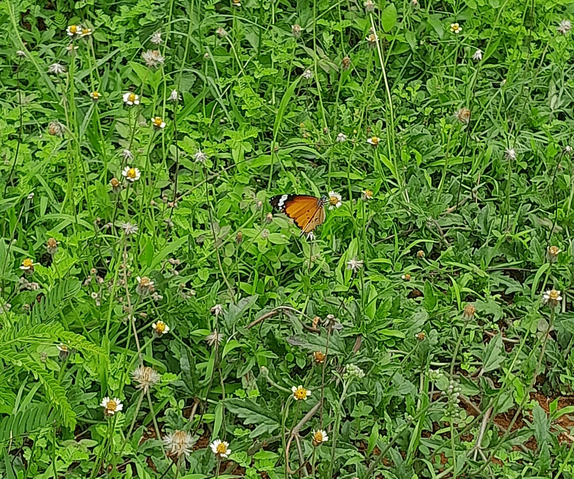 Plain Tiger