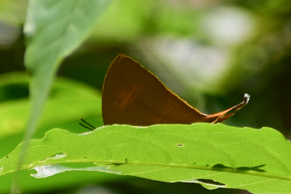 Yamfly