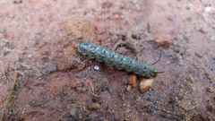 Anisota virginiensis