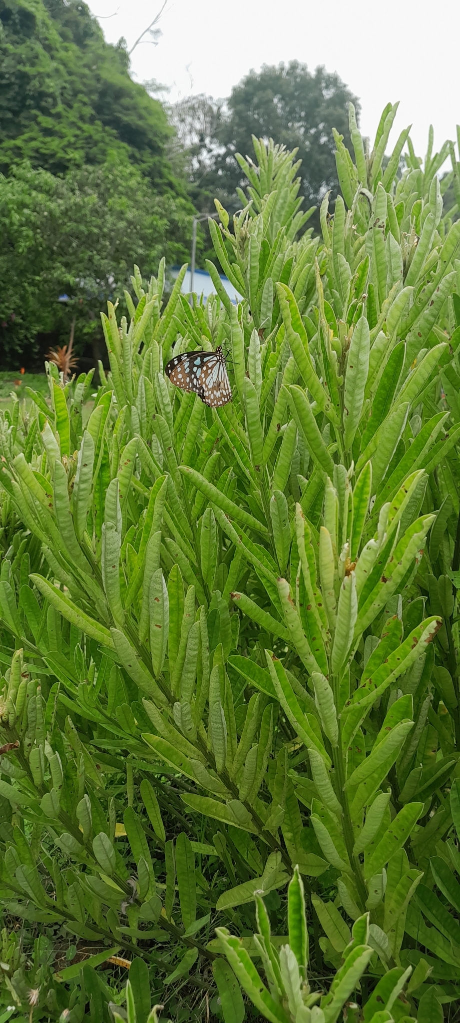Blue Tiger