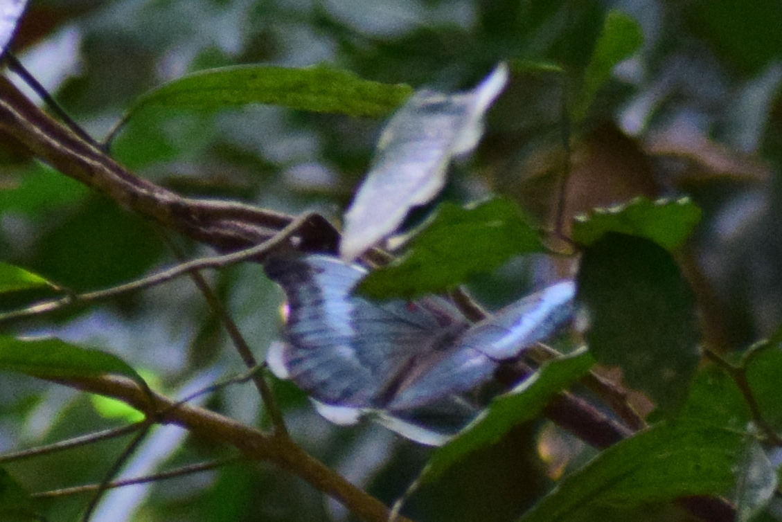 Redspot Duke