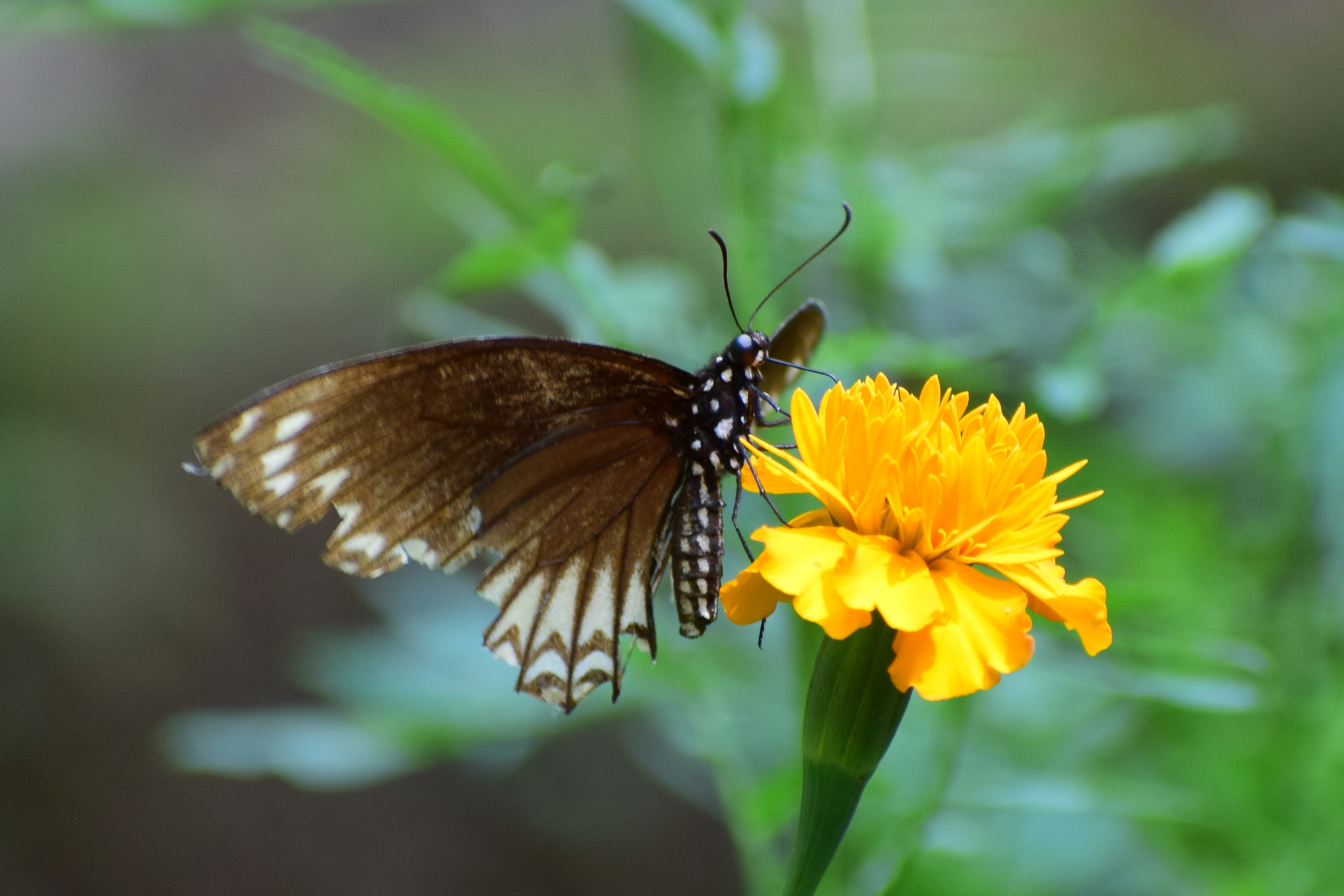 Common Mime