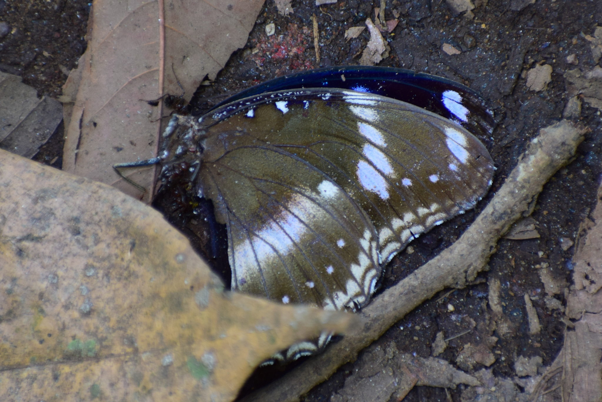 Great Eggfly
