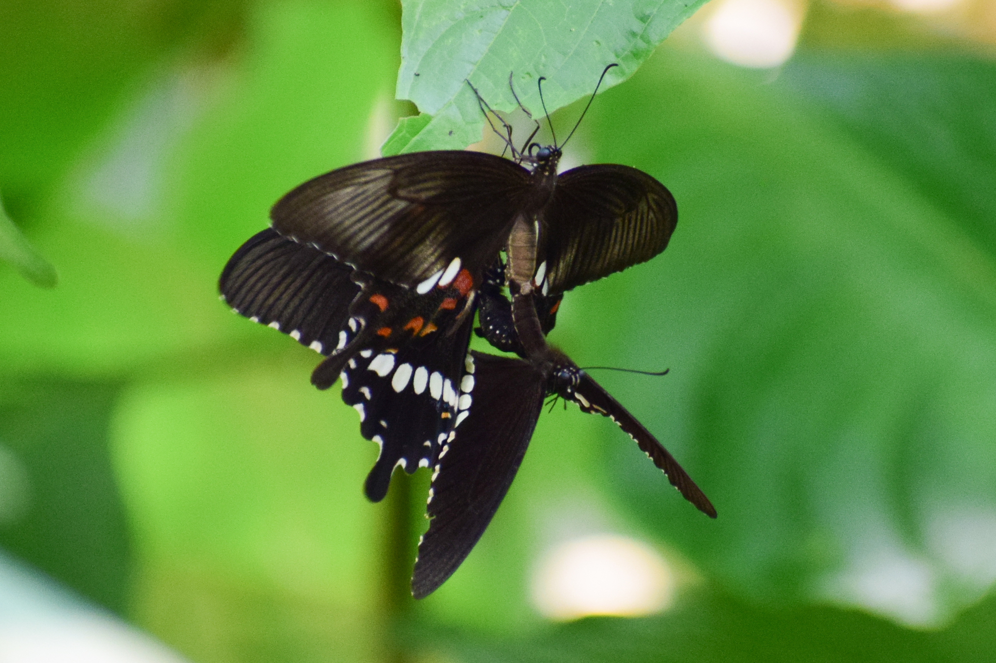 Common Mormon
