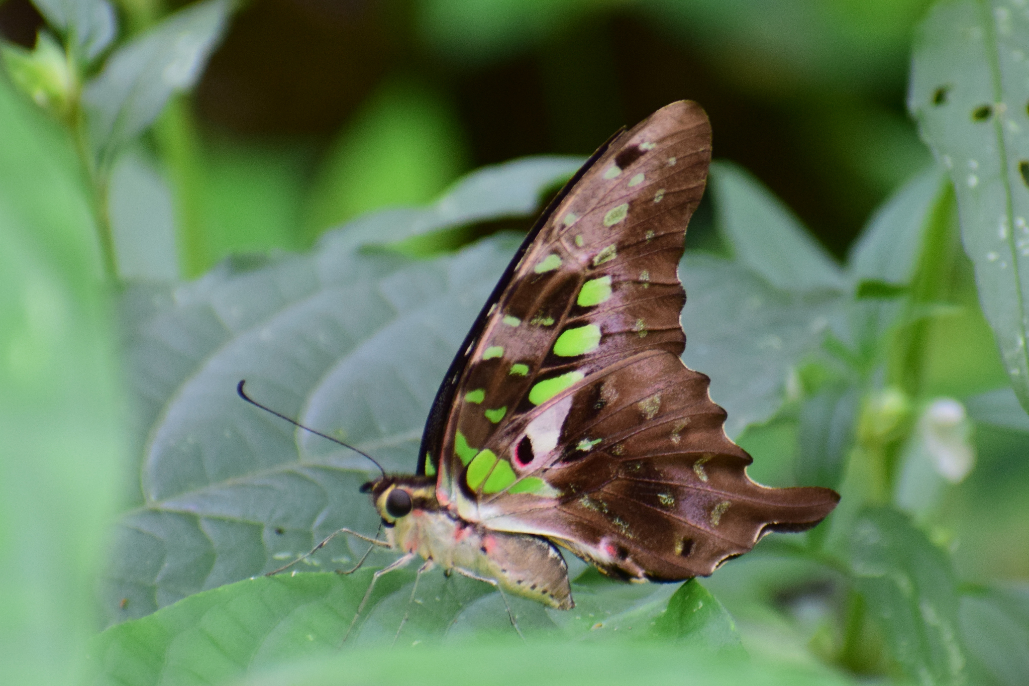 Tailed Jay