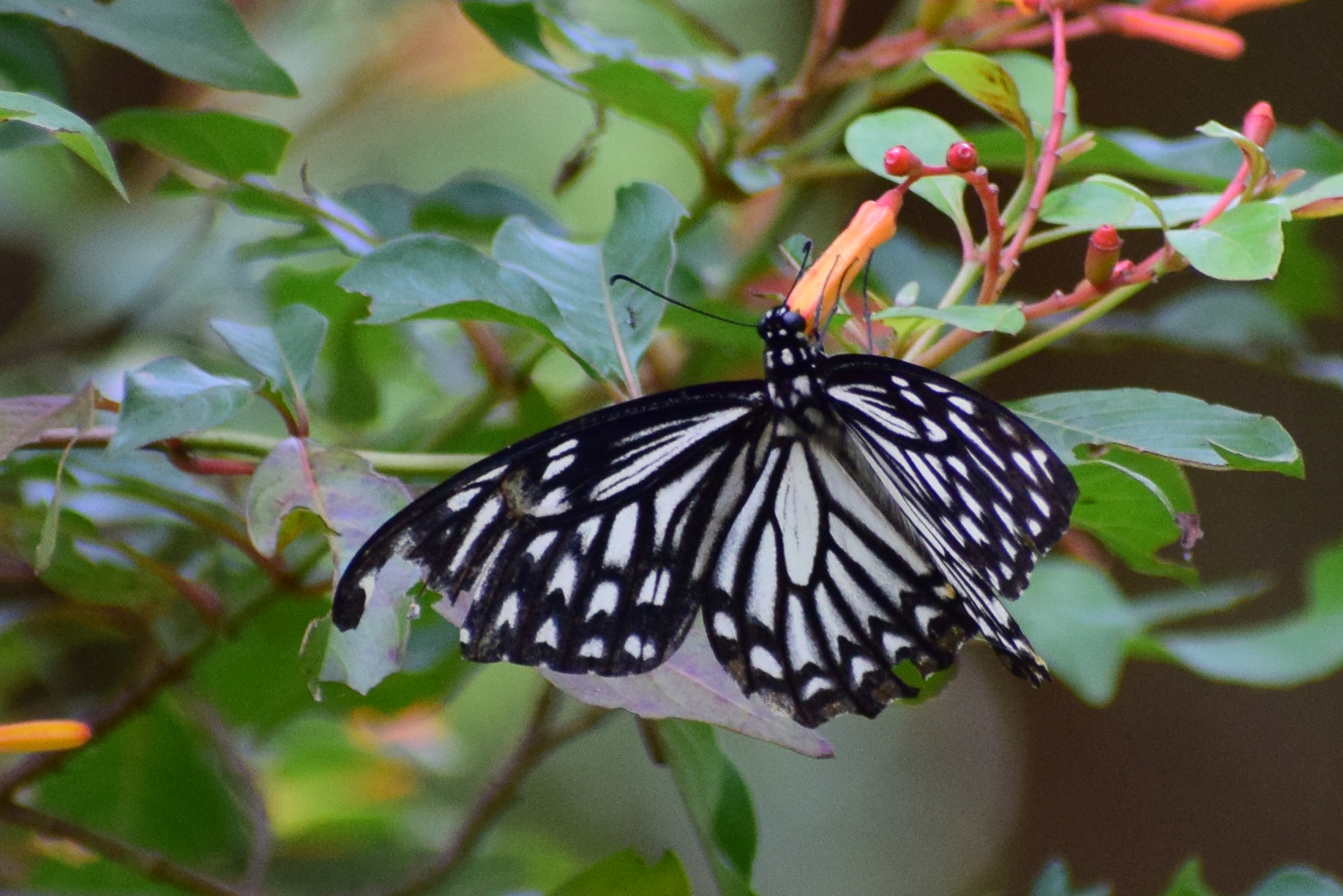 Common Mime