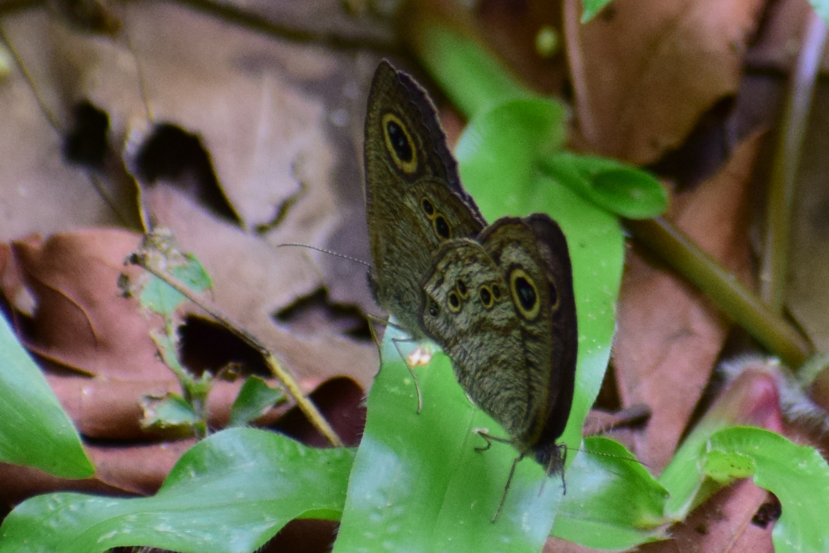 Common Five-Ring