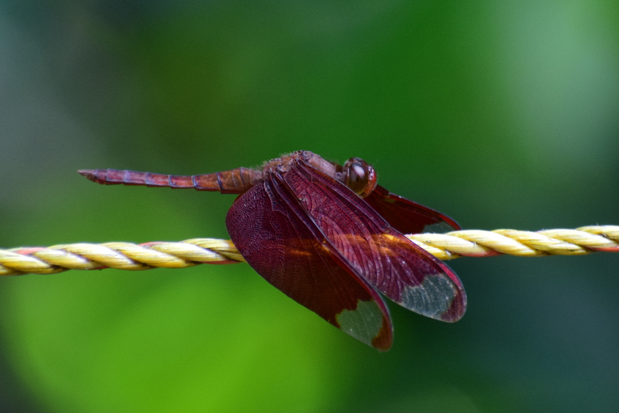 Fulvous Forest Skimmer