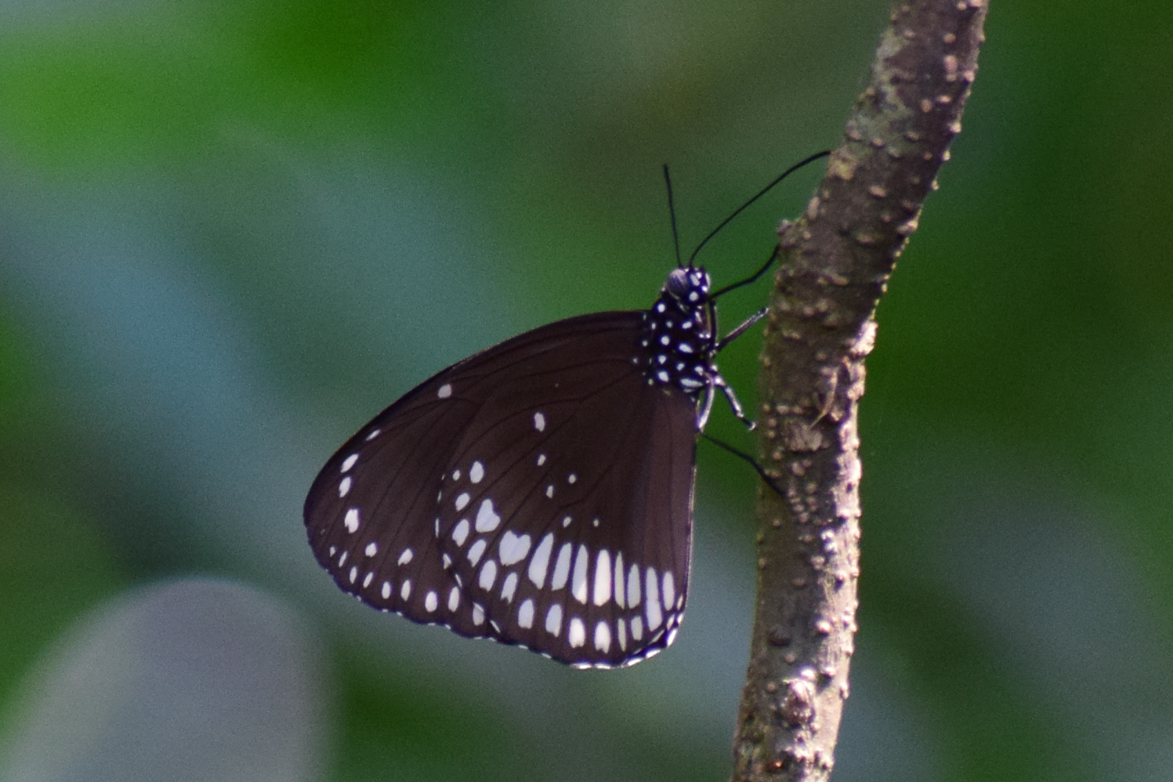 Common Crow