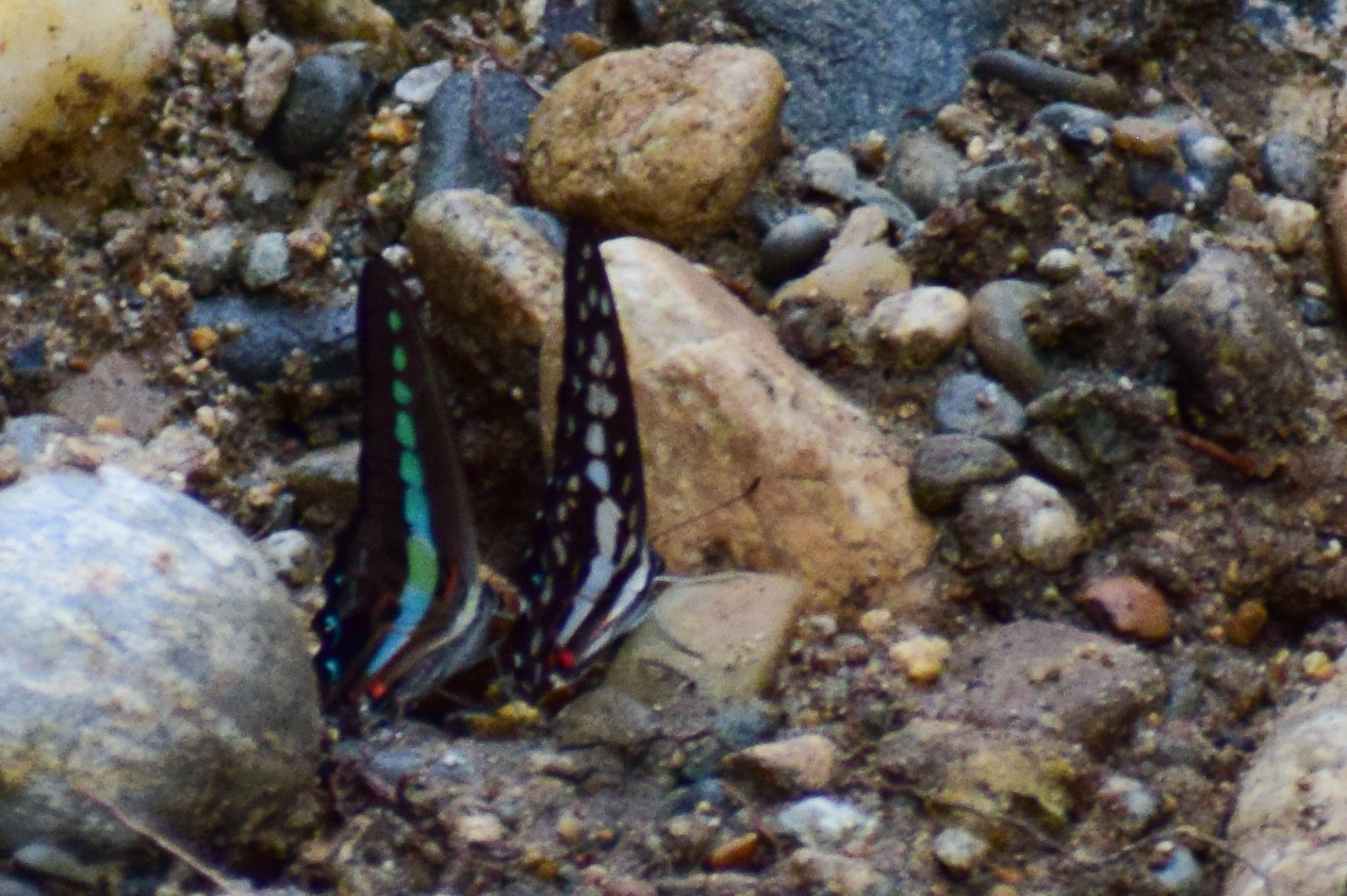 Narrow-Banded Bluebottle