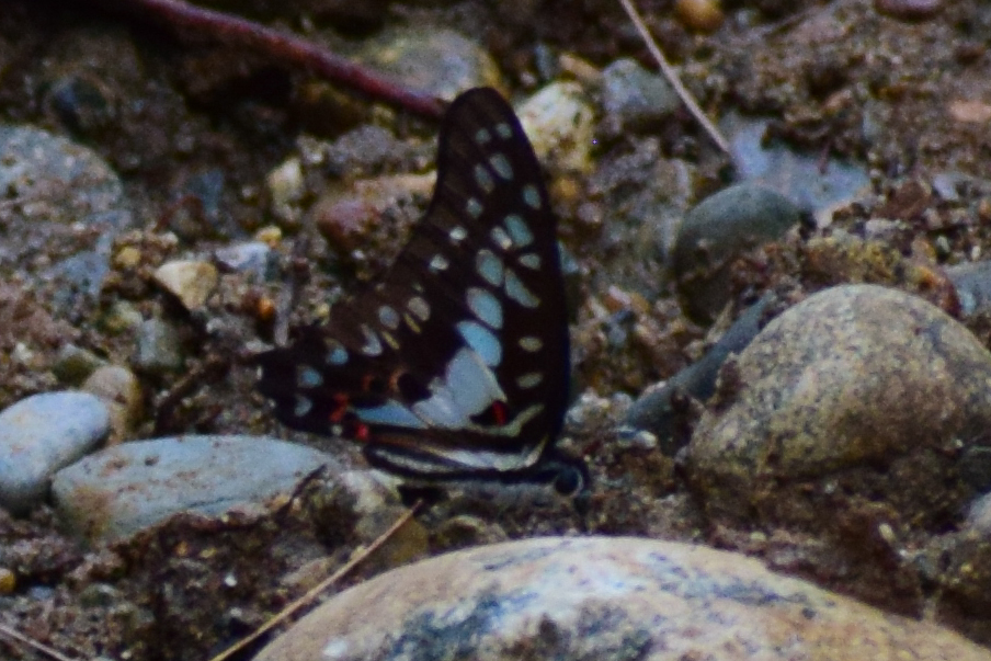 Common Jay