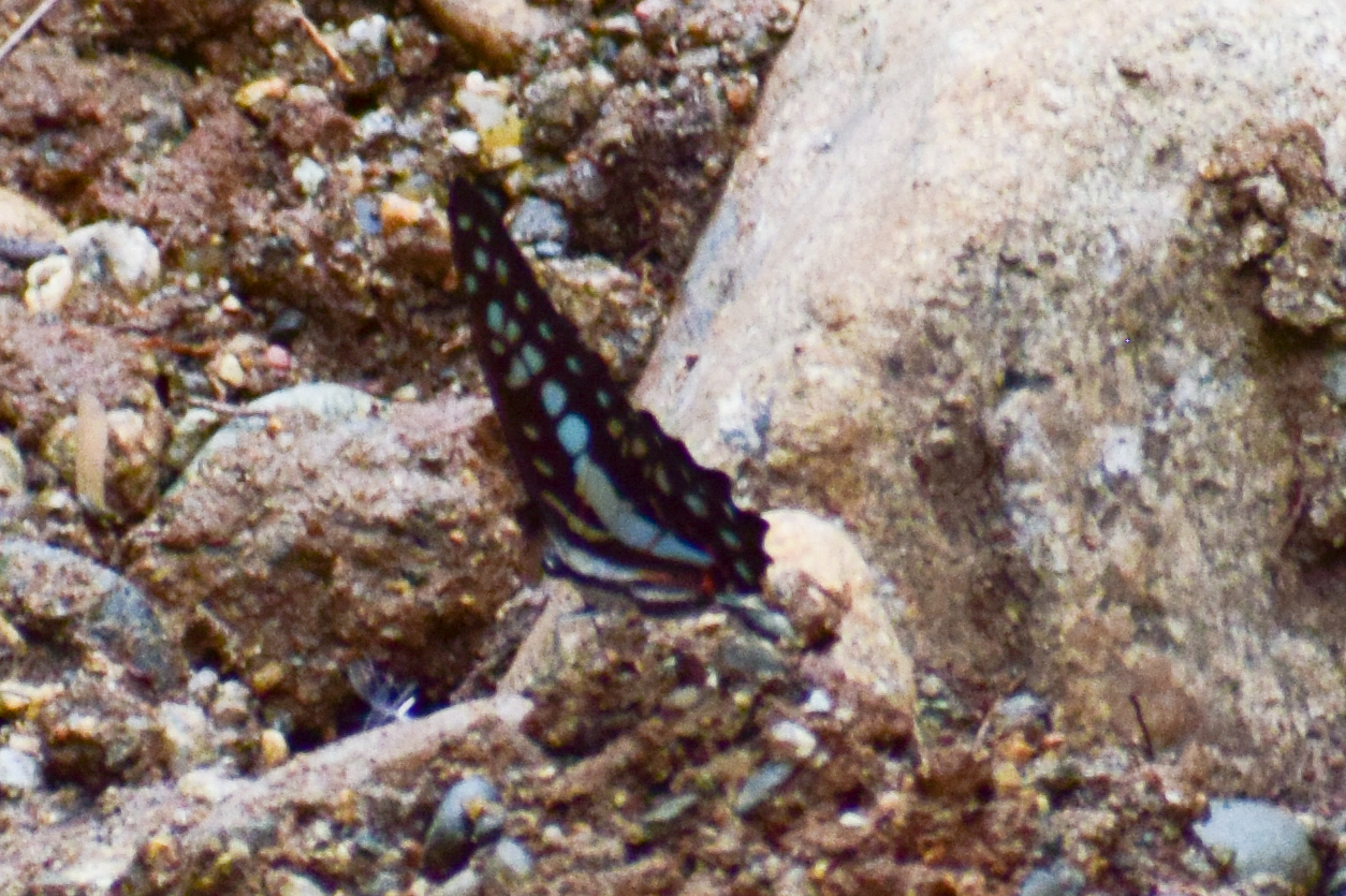 Common Jay