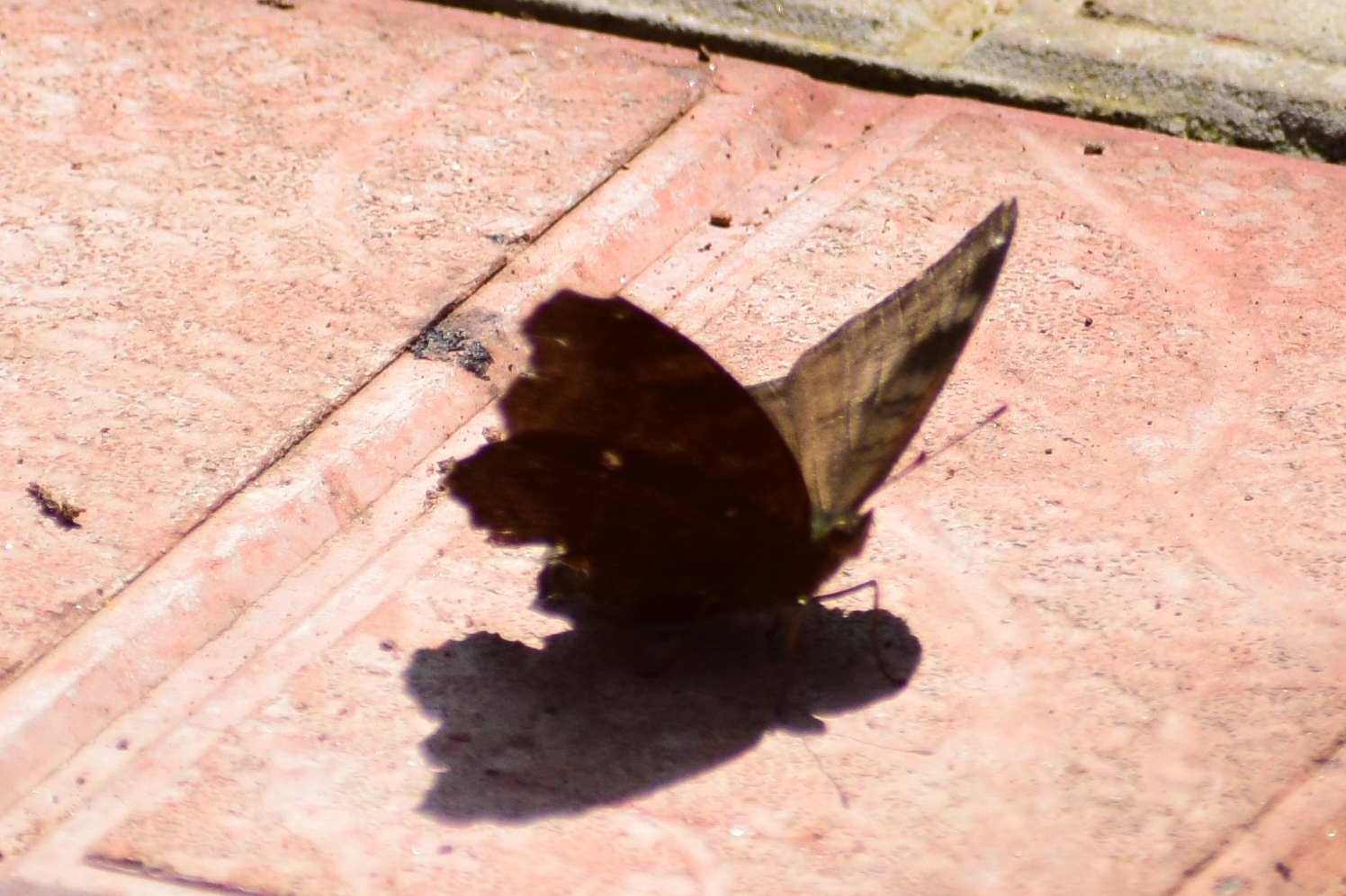 Chocolate Pansy
