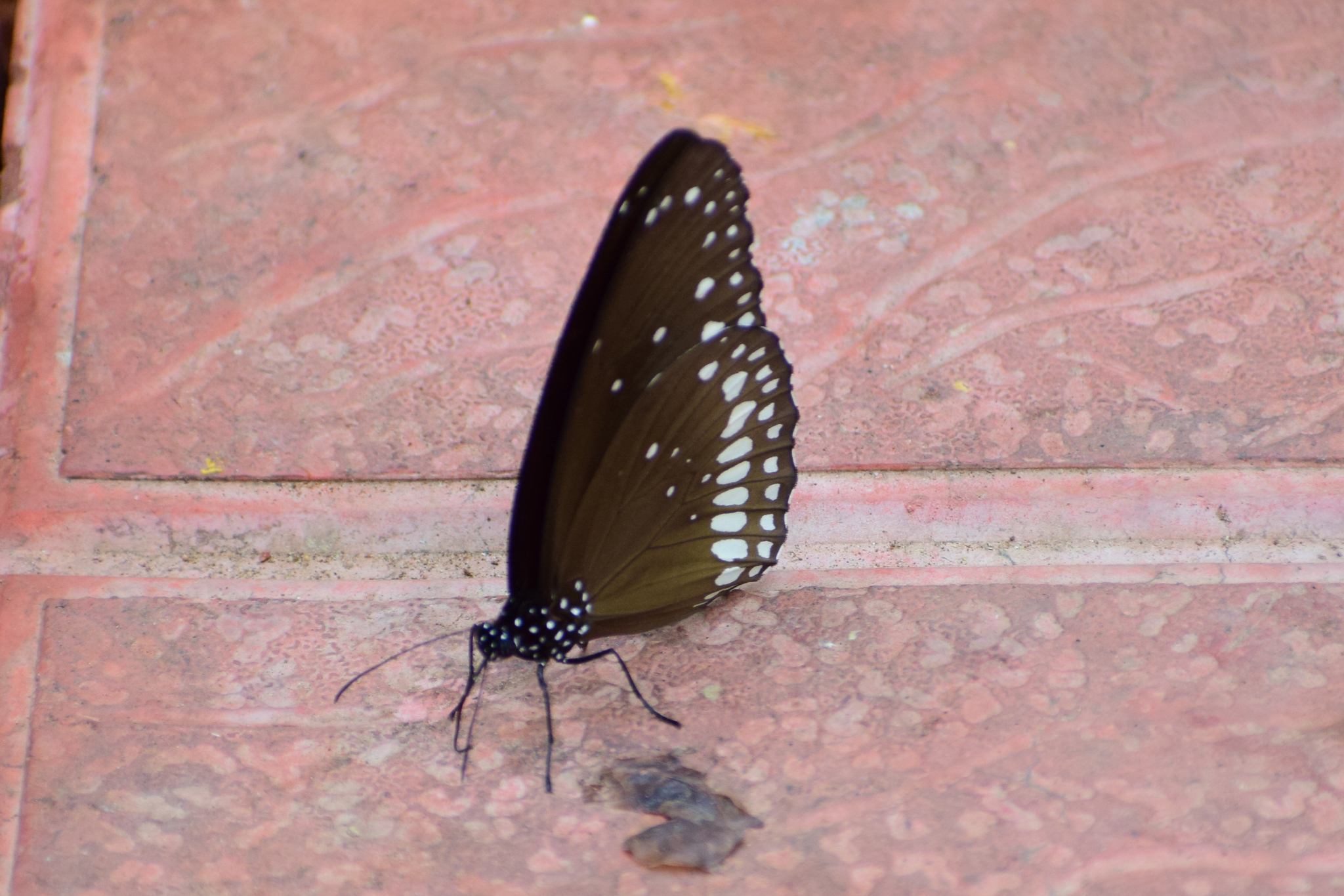 Common Crow