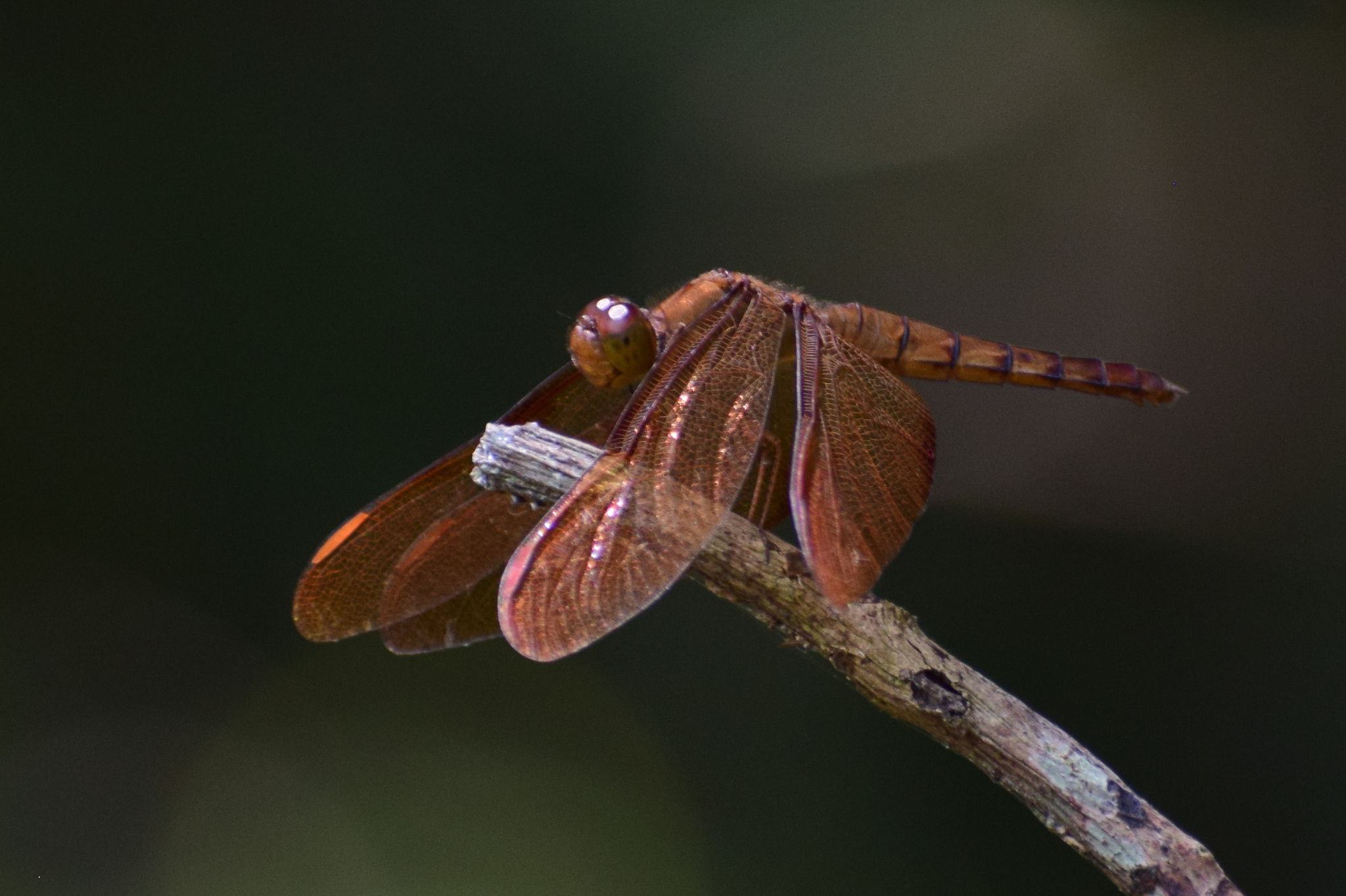 Fulvous Forest Skimmer