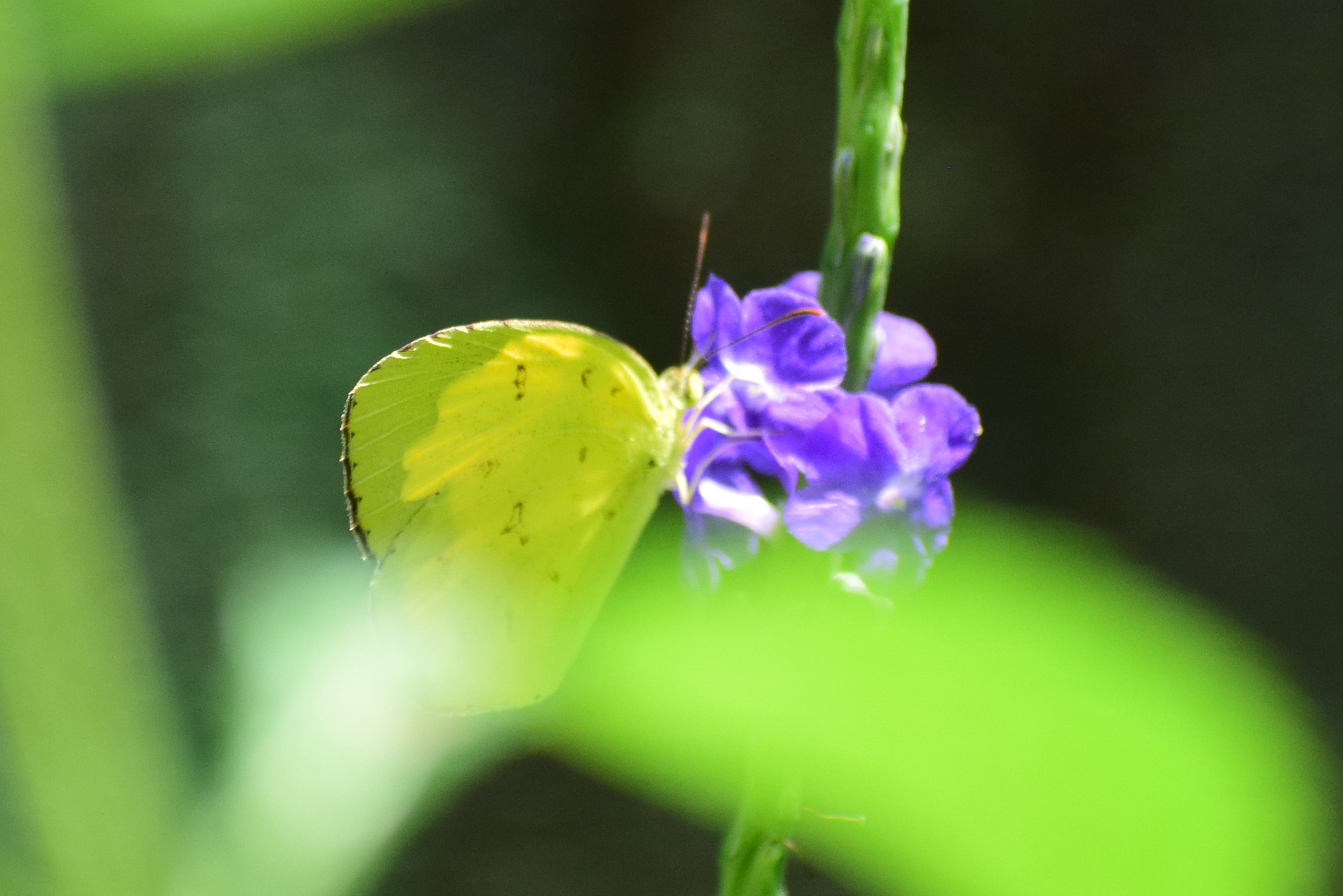 Common Grass Yellow