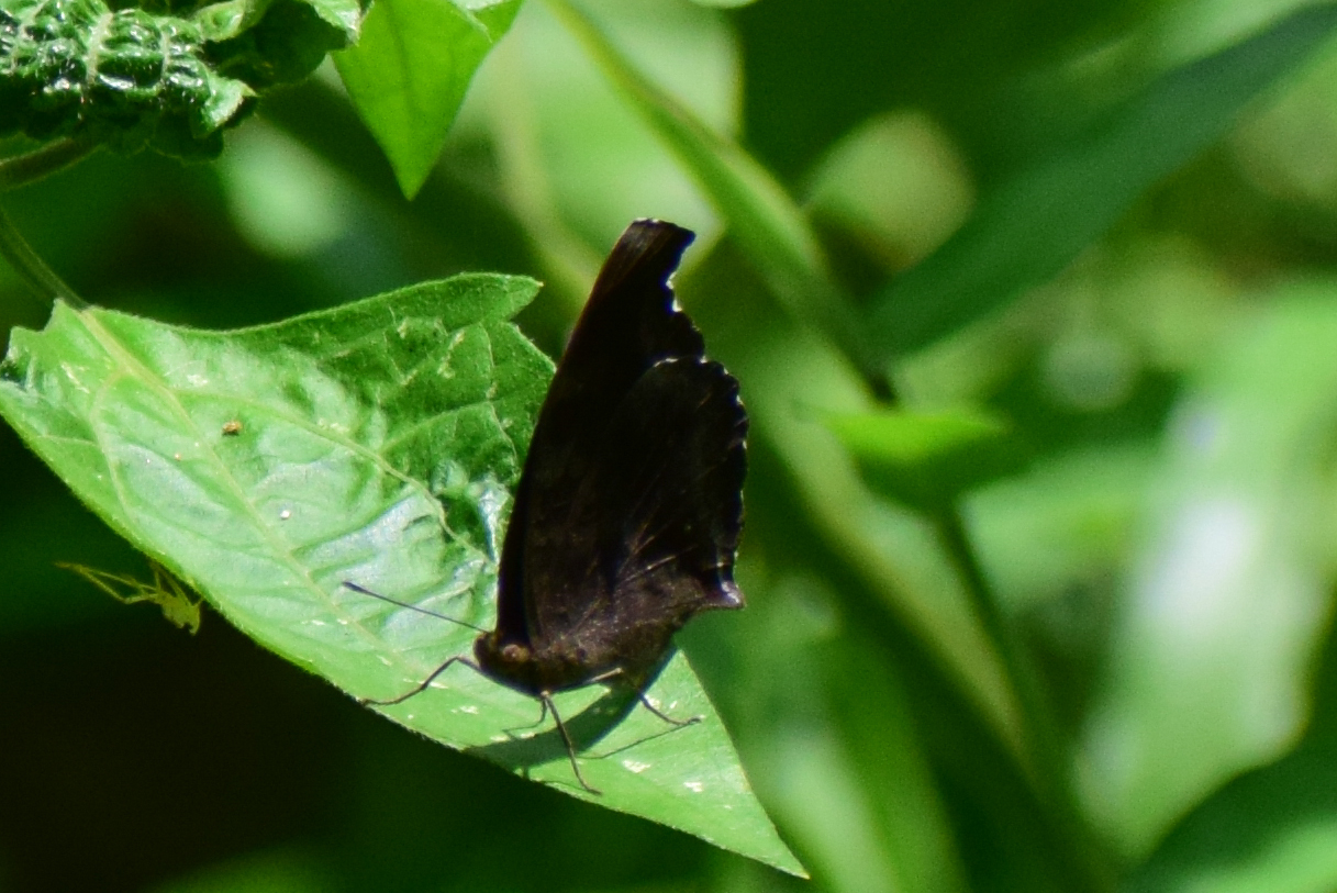 Chocolate Pansy