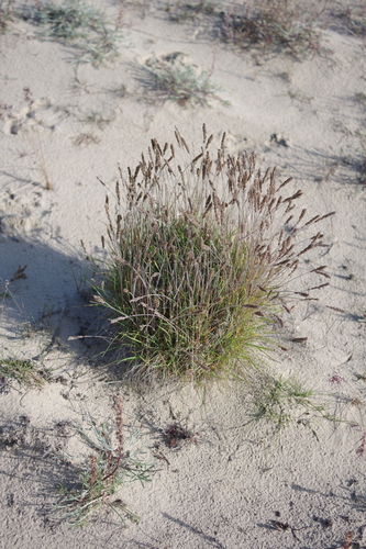 Eurasian Junegrass