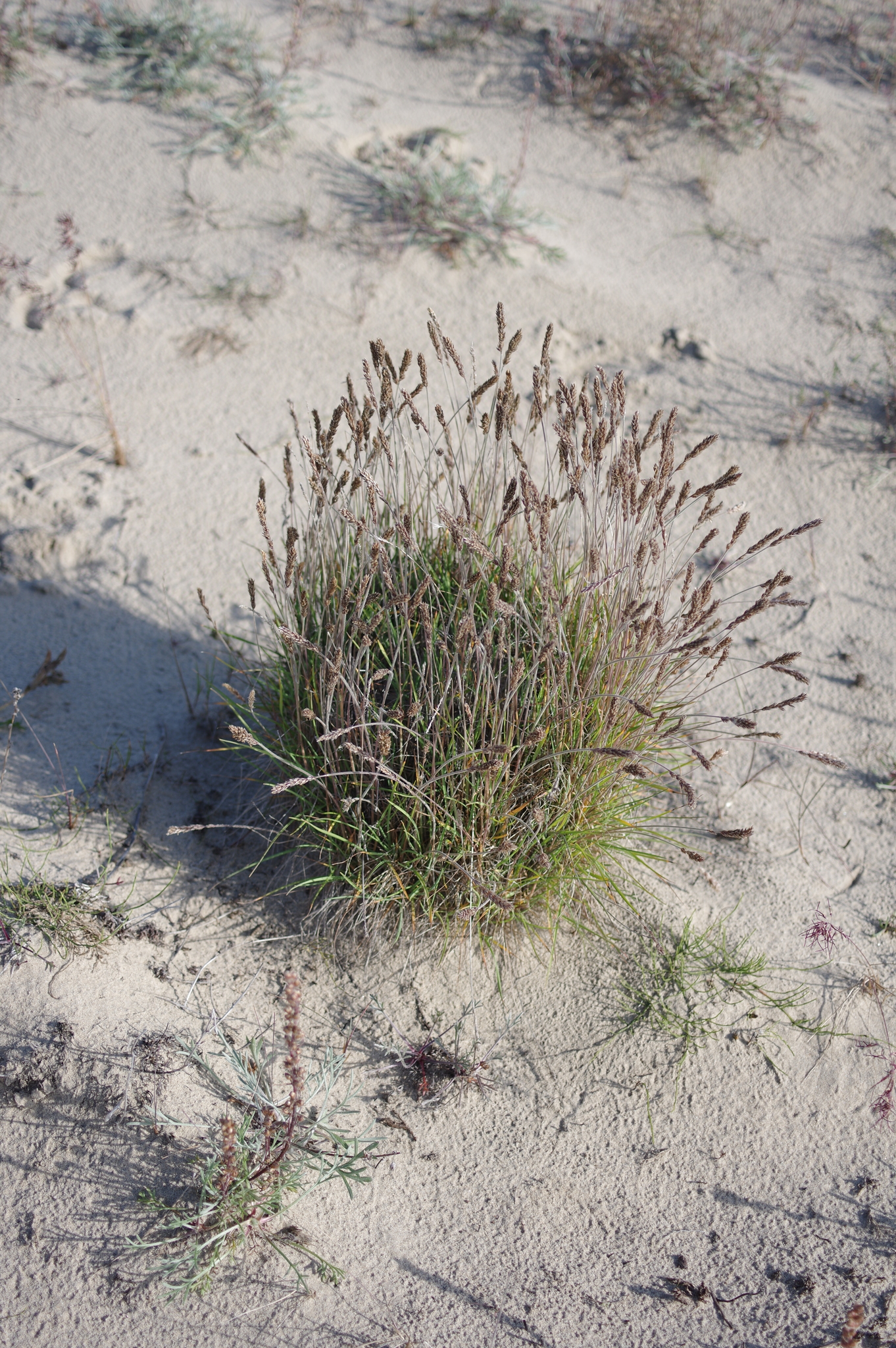Koeleria asiatica