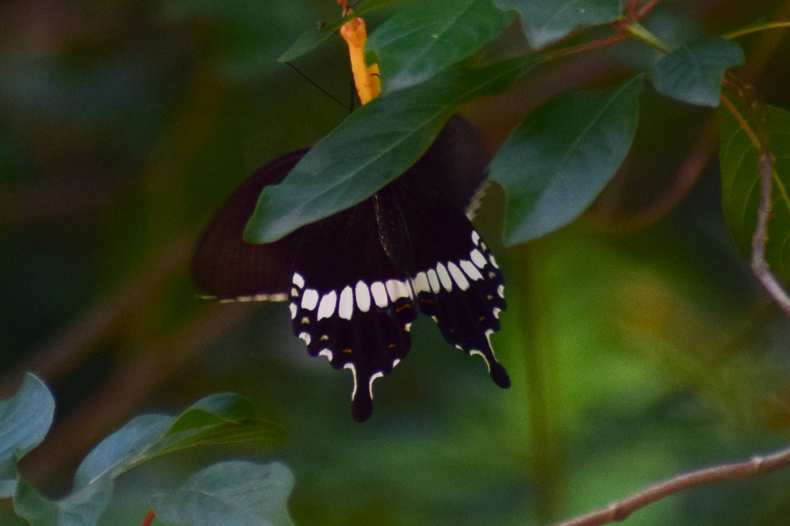 Common Mormon